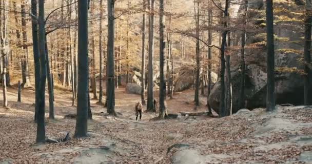 Aantrekkelijke vrouw in een stijlvolle hoed en reizen zak op haar schouders, rondkijken op het charmante herfst bos — Stockvideo