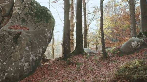 Reisefotograf beim Fotografieren. schöne Frau fängt Momente mit ihrer Digitalkamera ein — Stockvideo