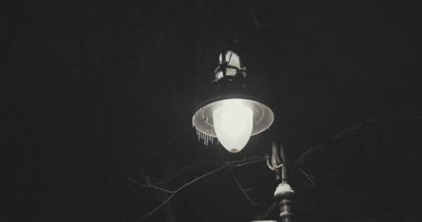 Park city at night, lights, street lighting, tree branches — Stock Video