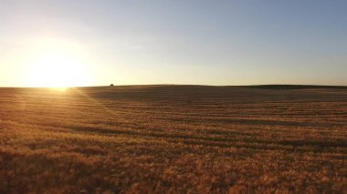 Büyüyen bir alan ve neredeyse hazır hasat için buğday