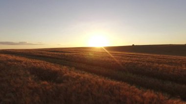 Tarım buğday alan. Buğday alan tarım manzara. Tarım buğday alan görünüm