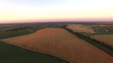 Altın buğday flied panorama günbatımında ağacında ile