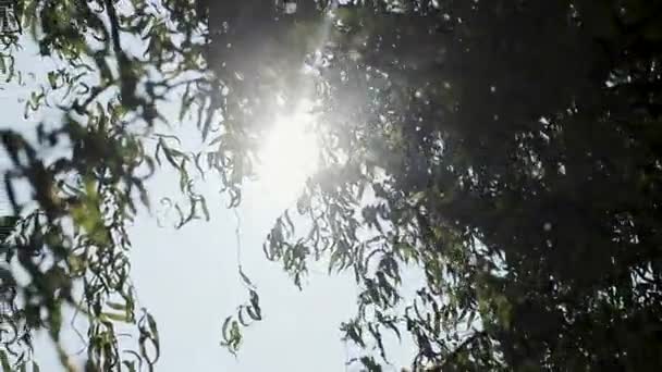 Raggi di luce brillano attraverso l'albero. Bella luce solare morbida affascinante attraverso il fogliame di salice al tramonto all'esterno . — Video Stock