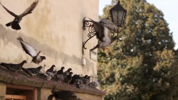 Taubenschwarm fliegt über den Platz in der Stadt — Stockvideo