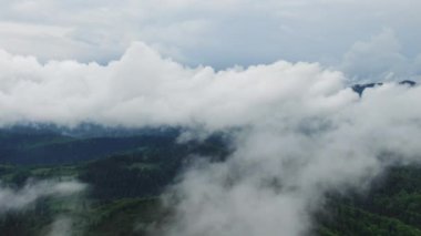 Yağmurdan sonra ağaçların arasından esen sisli sisli çam ağacı ormanı