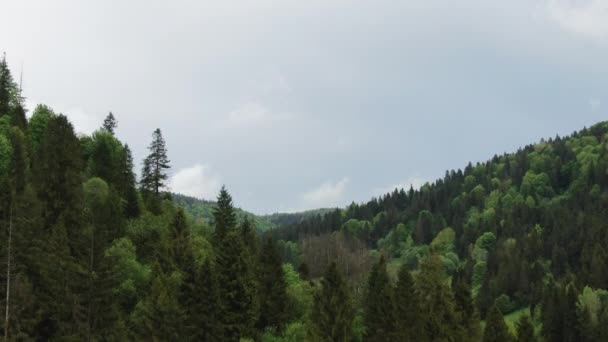 Pięknej bujną dżunglę zielony z palmami i gęste akacji rosnących na wielkie góry na tropikalnej wyspie w słoneczne, letnie — Wideo stockowe