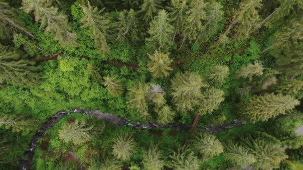 Raging River Olhando em linha reta para baixo em rápidos através da floresta grossa de árvores altas Evergreen — Vídeo de Stock