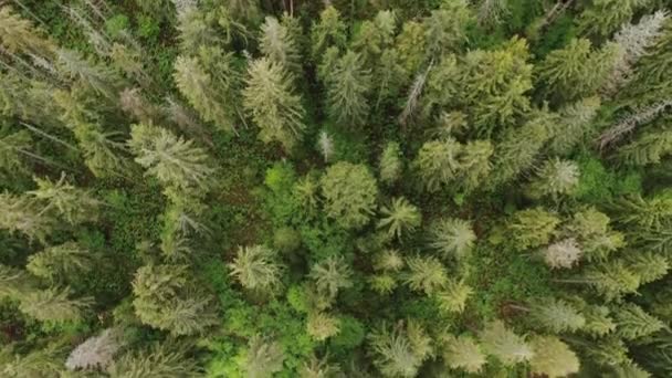 En regardant droit vers le bas du ruisseau de montagne juste au-dessus des arbres 