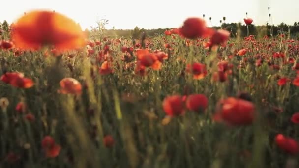 Poppies in het weiland. Rode papaver bloemen op een zonnige dag. Rode weide papaverveld. — Stockvideo