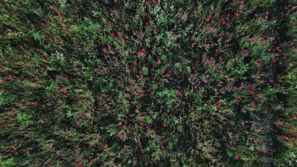 Feldmohn blüht rot Natur Vogelperspektive Luftdrohne unten Kamerabewegung. Rote Mohnblumen an einem sonnigen Tag — Stockvideo
