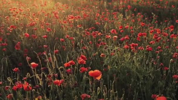 Blooming bright red flowers opposite the sun. Huge field of blossoming poppies. Red Poppy field. Field of blossoming poppies. — Stock Video