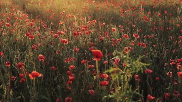 日没時に風に揺れる夏の牧草地で赤いケシを咲かせます。日没の赤いケシのフィールド。美しい花と春の自然組成. — ストック動画