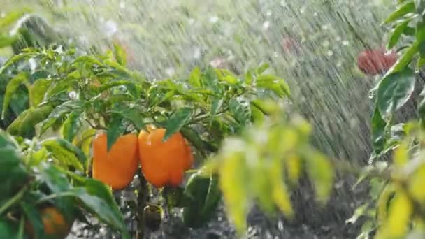 Automatisk vattning av peppar på en köksträdgård. Gröna växter i det miljövänliga området. Bevattning eller vattning av grönsaker vid odling av livsmedelsprodukter. Hälsosamma livsmedel, ekologiska produkter — Stockvideo