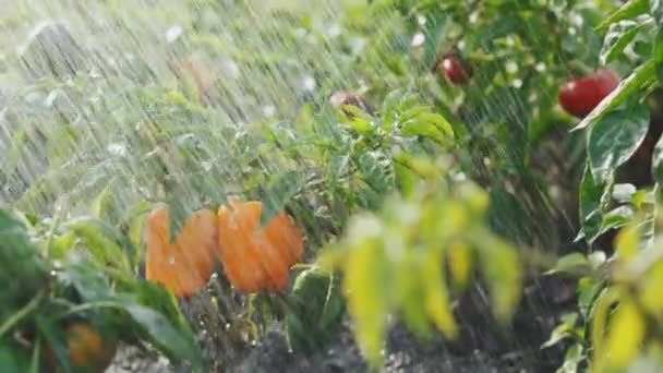 Irrigation or watering of vegetables when growing food products. Automatic watering of pepper on a kitchen garden. Green plants in the environmentally friendly area. Farm. Cultivation of a harvest — Stock Video