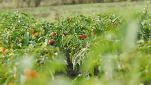 Röd och gul mogen paprika hänger på plantan efter regn. Paprika med vattendroppar på grenar som växer på en gård. Bell paprika i rad. Ekologiska ekologiska grönsaker — Stockvideo