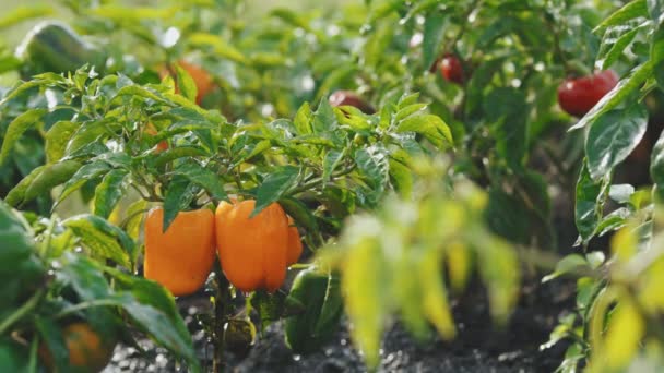 Alberi di pepe in giardino con goccia d'acqua sulle foglie. Ortaggio in giardino. Concetto di agroalimentare. Coltivare peperoni in giardino. Dieta, stile di vita vegetariano, prodotti ecologici, biologico — Video Stock