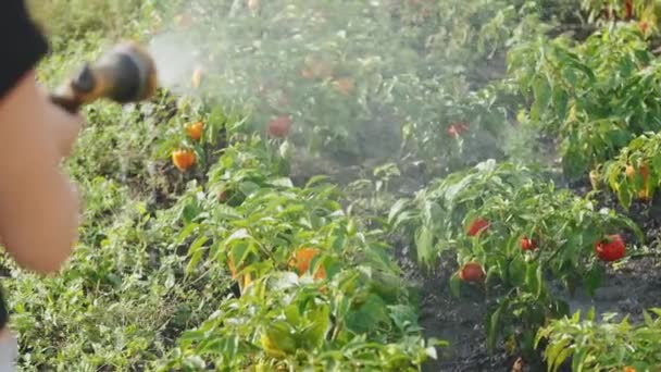 Ekologiska ekologiska grönsaker. Bevattning paprika buskar i en trädgård med slang. Peppar plantera efter vattning. Peppar med vattendroppar på grenar som växer på en gård. — Stockvideo