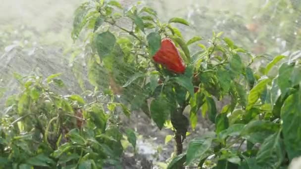 Watering of pepper on a kitchen garden. Green plants in the environmentally friendly area. Cultivation of a harvest. Irrigation or watering of vegetables when growing food products — Stock Video