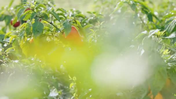 Alberi di pepe in giardino con goccia d'acqua sulle foglie. Ortaggio in giardino. Concetto di agroalimentare. Coltivazione di peperoni in giardino. — Video Stock