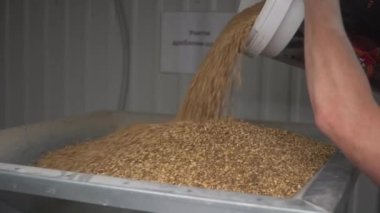Ezici ekipmanların malt hopper 'ına bira dökme süreci. Malt ezici. Hazırlanıyor.