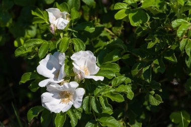 Güneşli bir günde beyaz çiçekli yabani gül Bush.