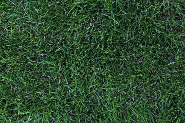 Bir doku yüzeyi yeşil çim