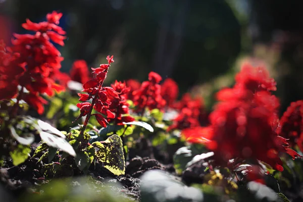 Několik Červené Květy Zahradě Parku — Stock fotografie