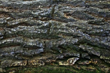 Yatay eski ahşap kabuk ile büyük bir doku üzerinde çatlaklar