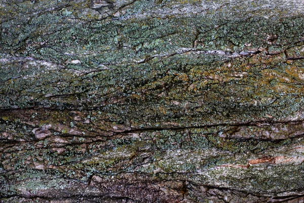 Tekstury Matowy Zielony Mech Korze Drzewa Stare — Zdjęcie stockowe