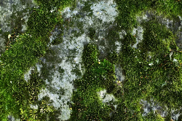 それを緑の苔と石の表面の古い灰色のテクスチャー — ストック写真