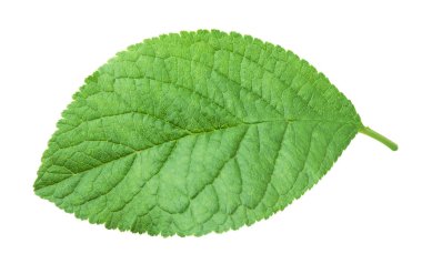 Erik yaprağı beyaza izole edilmiş