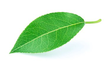 Armut yaprak üzerinde beyaz izole