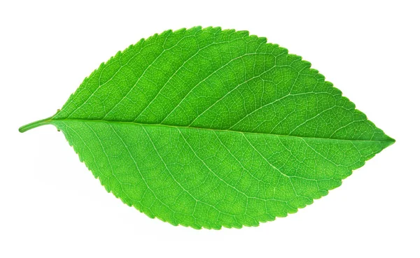 Feuille de cerisier isolée sur blanc — Photo