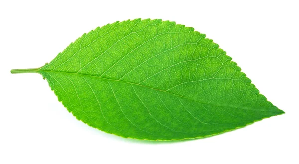 Feuille de cerisier isolée sur blanc — Photo