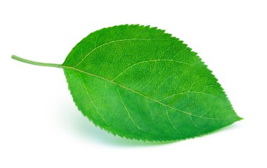 Elma yaprak izole kırpma yolu ile beyaz bir arka plan üzerinde. En iyi izole elma birini gördün mü bırakır.