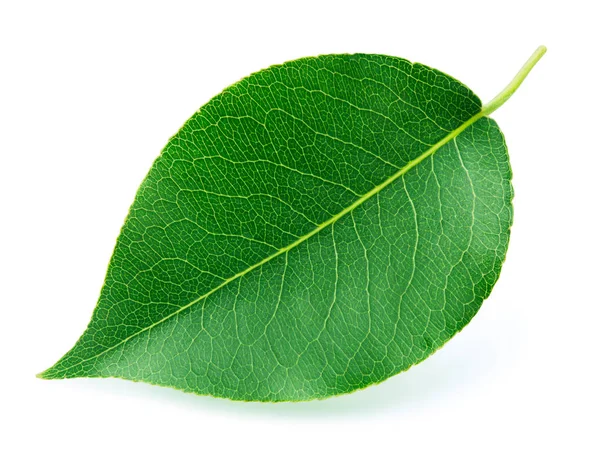 Pear leaf isolated on white — Stock Photo, Image