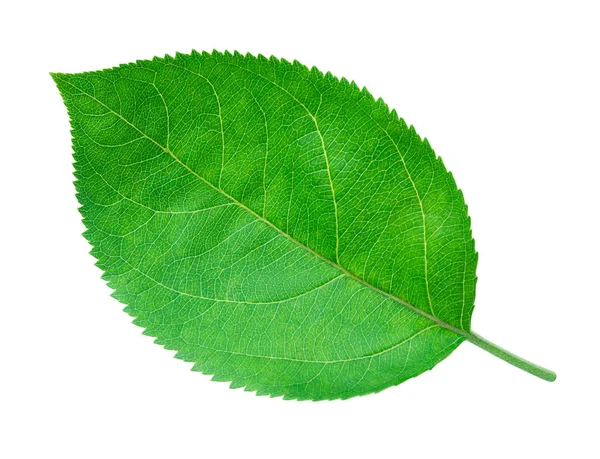 Apple leaf isolated on white — Stock Photo, Image