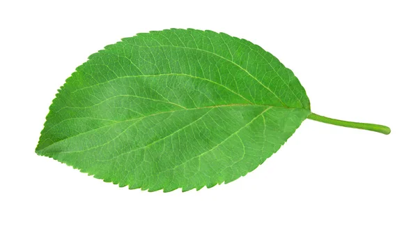 Apple leaf isolated on white — Stock Photo, Image