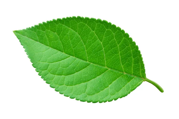 elma yaprak üzerinde beyaz izole