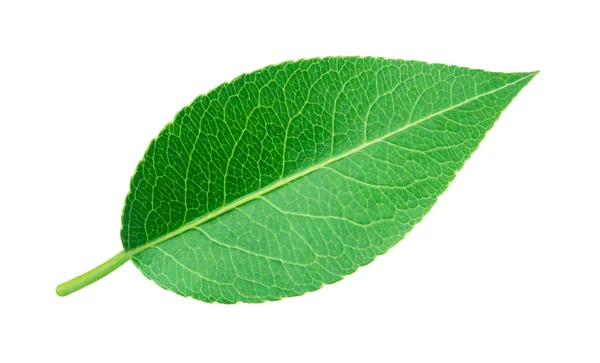 Pear leaf isolated on white — Stock Photo, Image