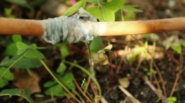 Sızıntı ile plastik hortum