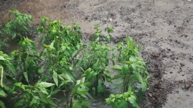 Sağanak yağmurda sebze bahçesi