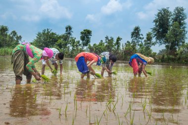 Pirinç çeltik alanında Hint çiftçi Ekim pirinç fide.