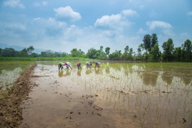 Pirinç çeltik alanında Hint çiftçi Ekim pirinç fide.