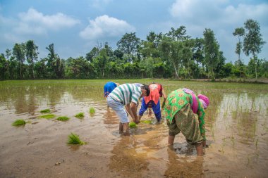 Pirinç çeltik alanında Hint çiftçi Ekim pirinç fide.