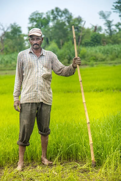 Indian Farmer in Paddy Field.