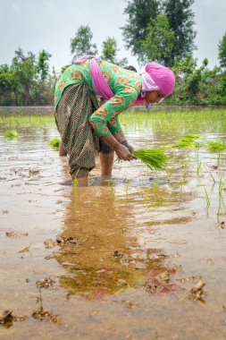 Pirinç çeltik alanında Hint çiftçi Ekim pirinç fide.