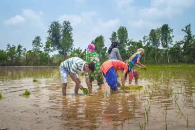 Pirinç çeltik alanında Hint çiftçi Ekim pirinç fide.