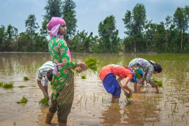 Pirinç çeltik alanında Hint çiftçi Ekim pirinç fide.