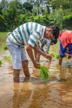 Pirinç çeltik alanında Hint çiftçi Ekim pirinç fide.